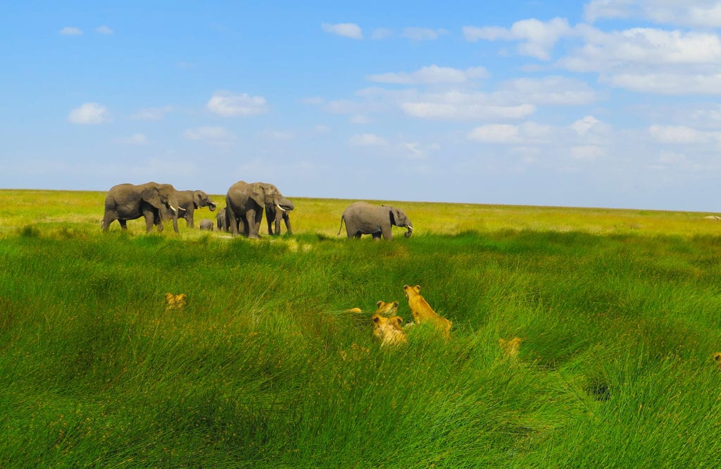 moondance best of safari photo
