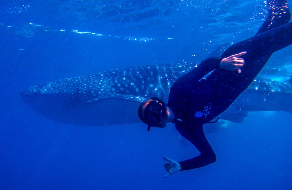 moondance best of scuba photo